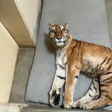 速報】17歳で天国へ…釧路市動物園の人気者メスのアムールトラ「ココア 」死ぬ＿後ろ脚に障害抱えながらも懸命に生きる姿が感動呼ぶ＿北海道釧路市