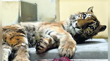 北海道：釧路市動物園の四肢に障害のあるトラ「ココア」天国へ：地域ニュース : 読売新聞