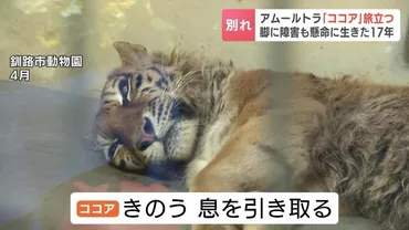 生まれつき脚に障害のアムールトラ「ココア」旅立つ 懸命に生きた17年「もうがんばらなくていいよ、ゆっくりね」北海道・釧路市動物園