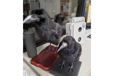 TECHWAVE×eiicon】カラス被害を回避する大学発ベンチャー「クロウラボ」に迫る（技術シーズ企画①） 