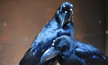 カラスの知性を視線から明らかにしたい！ 