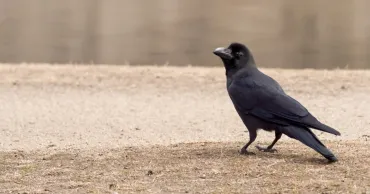 カラス駆除なら業者にお任せ！業者をおすすめする理由や費用を抑える方法を解説