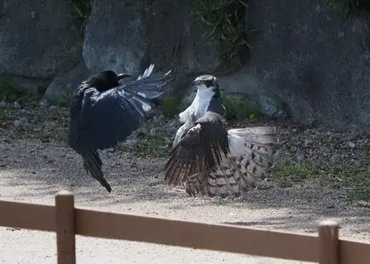 米子水鳥公園: オオタカvsハシブトガラスのペア