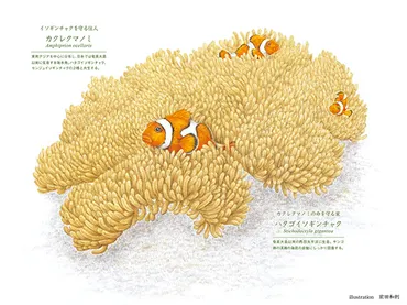 共に生きる「ハタゴイソギンチャクとカクレクマノミ」 