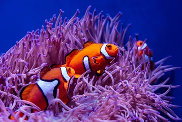 海の温暖化がカクレクマノミの仔魚の成長、代謝率、遺伝子活性に与える影響