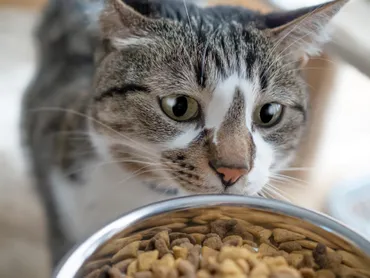 猫の抜け毛はキャットフードで改善!?おすすめの選び方を徹底解説 