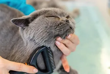 猫が飼い主の髪を毛づくろい…引っ張る/舐めるのはなぜ？じゃれることもある3つの理由 