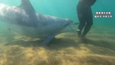 福井県の野生イルカ被害、海水浴客に迫る危機？安全対策と共存への道を探る福井の海を揺るがすイルカ：噛みつき、体当たり…その実態と対策