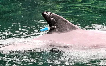 かみつきイルカ、同一個体と推定…背びれに発信機取り付け 福井県、位置情報記録し接近状況に応じて対応（福井新聞ＯＮＬＩＮＥ） 