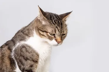 猫が唸り声をあげるのはなぜ？理由や対処方法を解説 