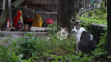 猫多すぎ注意】世界一の猫村「猴硐」（ホウトン）はネコパラダイスだった！ 