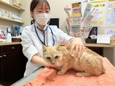 能登半島の地震と豪雨災害で動物も被災 住む家を失い家族と離れた犬や猫たち 
