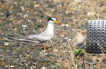 コアジサシ、絶滅の危機？保護活動と未来への取り組みとは？コアジサシを守れ！保護活動の最前線