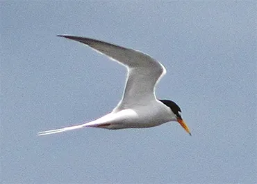渡り鳥コアジサシ 環境保護への道、険し 人工中洲の整備進まず 