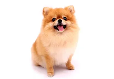 犬のオナラの臭さ＆頻度のランキング発表 カワイイ人気の犬種が一番くさいなんて！（よろず～ニュース）
