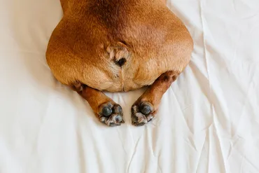 犬のおなら