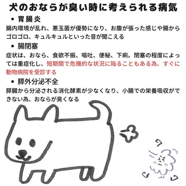 犬のおならが臭いのはなぜ？原因や病気リスク、対処法を解説 
