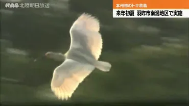 来年６月ごろ、羽咋市でトキ放鳥へ（ＨＡＢ北陸朝日放送）
