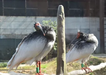 トキの野生復帰で成果 いしかわ動物園 新たな生命の誕生に期待 