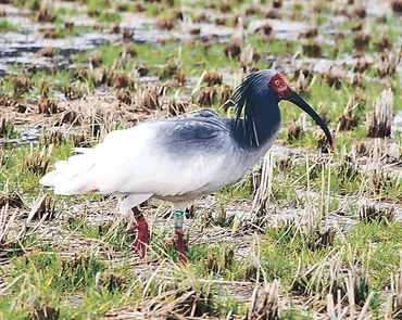能登にトキ放鳥決定 ２６年６月、復興の象徴