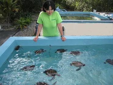 ウミガメ教室 Turtle school 