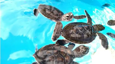 世界自然遺産小笠原で絶滅危惧種アオウミガメとの共生を目指す！ 