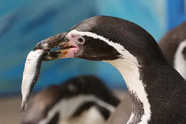 フンボルトペンギンってどんなペンギン？：生息地や特徴、絶滅危惧種について徹底解説！フンボルトペンギンの魅力と現状