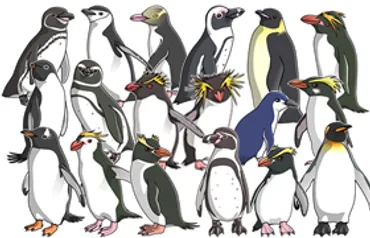 ペンギンの種類 