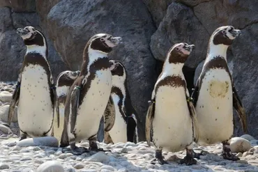 命つなぐ水族館・新潟市マリンピア日本海］＜上＞「フンボルトペンギン」全国一の飼育数、遺伝子の多様性守る 希少な「ウケクチウグイ」繁殖試みる 