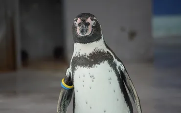 実は絶滅危惧種！ペンギンだけど寒いのが苦手な「フンボルトペンギン」