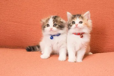 猫の日だけじゃない！世界の猫事情と猫と人との関係とは？猫好き必見！猫に関する記念日やイベント、猫と暮らす人たちの物語。