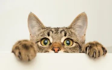 世界猫の日は8月8日！気になる由来や国別の猫の日、関連イベントをご紹介 