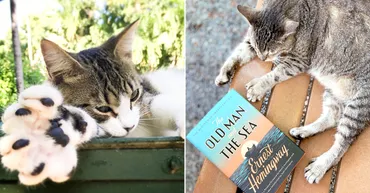 ヘミングウェイの家に住む6本指の猫達。巨大ハリケーン『イアン』を生き延び、再び元気な姿を見せてくれた (*´ｪ｀*) 