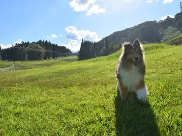 愛犬と一緒にドッグランやスキーも楽しめる！ペットフレンドリーなリゾート「白馬アルプスホテル」 