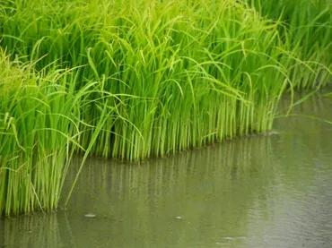 田植えの月 皐月 