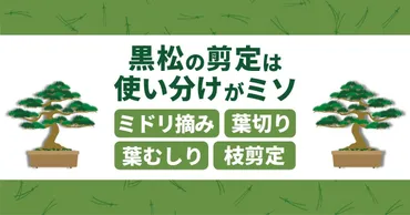 黒松の剪定方法は時期で違う。4つの剪定ときれいに仕上げるコツとは 