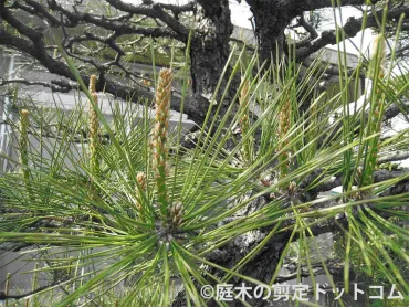 松(マツ)のみどり摘みのポイント練習問題付き 