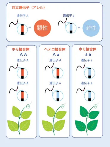 近親交配は本当に危険なのか？カルロス2世の悲劇とは！？