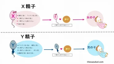 女の子が欲しい！女の子が生まれる確率を高める方法と生活習慣 