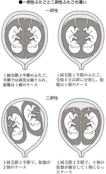 多胎（ふたごなど）〔たたい〕