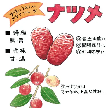 第66回 女性にうれしいドライフルーツ「ナツメ」の魅力と効能 