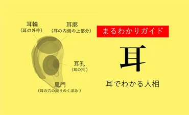 耳占い！耳たぶや形などで分かる性格【観相学】 