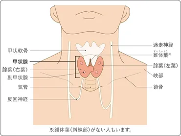 甲状腺がん 全ページ：国立がん研究センター がん情報サービス 一般の方へ