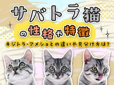 サバトラ猫の性格や特徴、キジトラ・アメショとの違いや見分け方は？