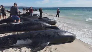 救助活動する前に26頭が死亡 豪南西部でクジラが集団座礁（AP通信） 