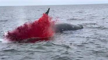 動画】 クジラの死体が海上で自然に腐敗爆発する様子がグロすぎるｗ！！: ひろぶろ