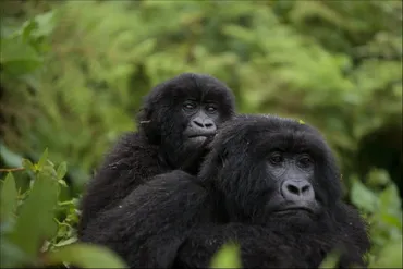 ゴリラって実は優しい？動物園でしか見れないゴリラの生態と保護の現状について解説！ゴリラの生態を徹底解剖!!