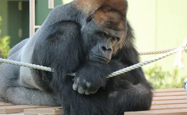 ゴリラがいる動物園は6つ！誰がイケメン？平和主義で繊細な性格や寿命なども解説 