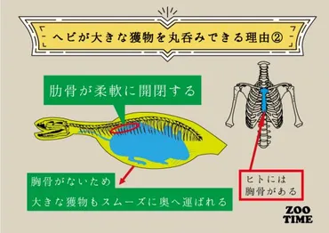 骨から学ぶ！ヘビが丸呑みできるしくみ 