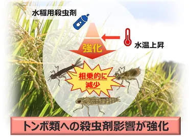 殺虫剤と水田の水温上昇がトンボ類に与える影響を解明 温暖化に起因する水温上昇は殺虫剤による生態リスクを高める可能性